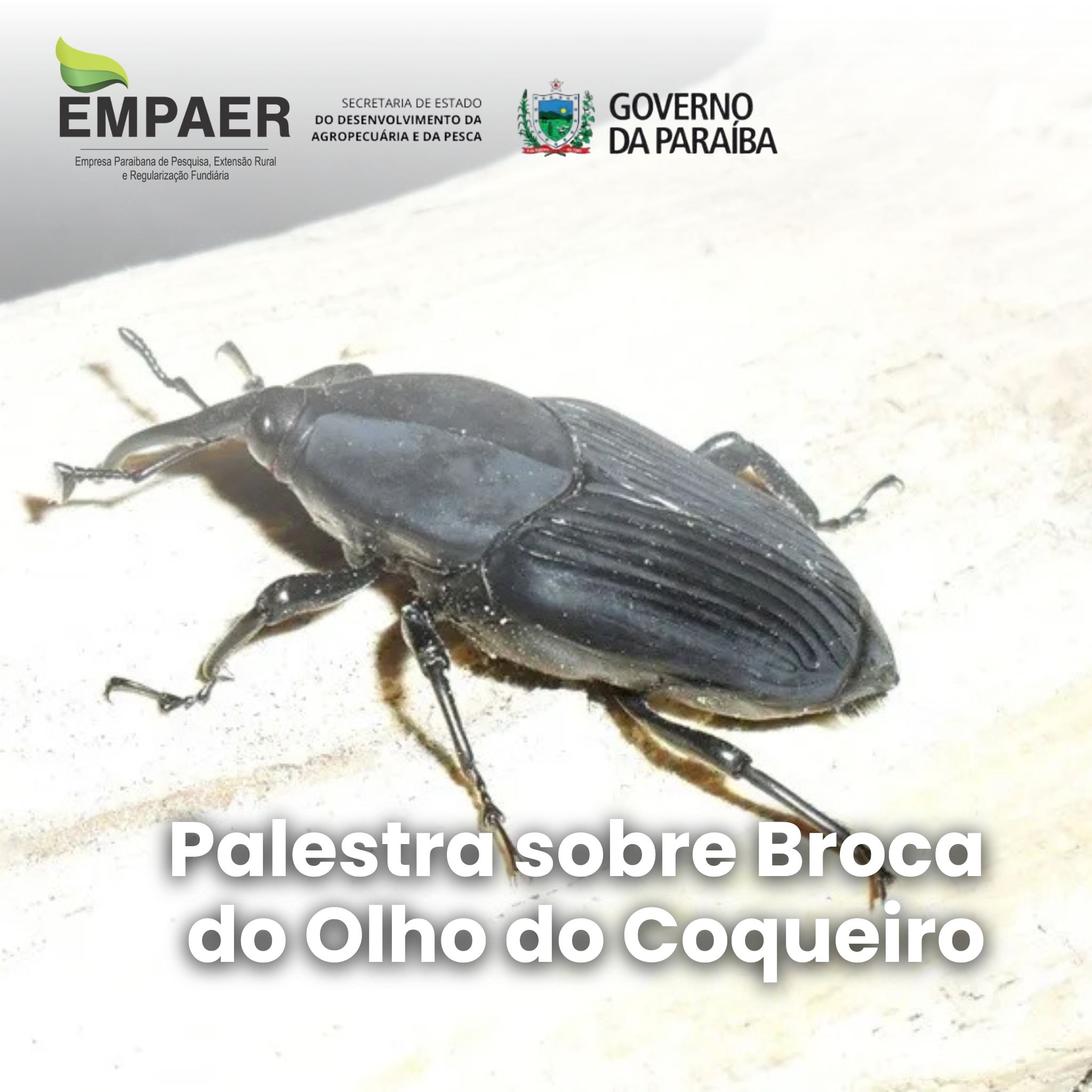 Palestra Broca do Olho do Coqueiro
